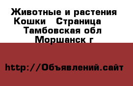 Животные и растения Кошки - Страница 5 . Тамбовская обл.,Моршанск г.